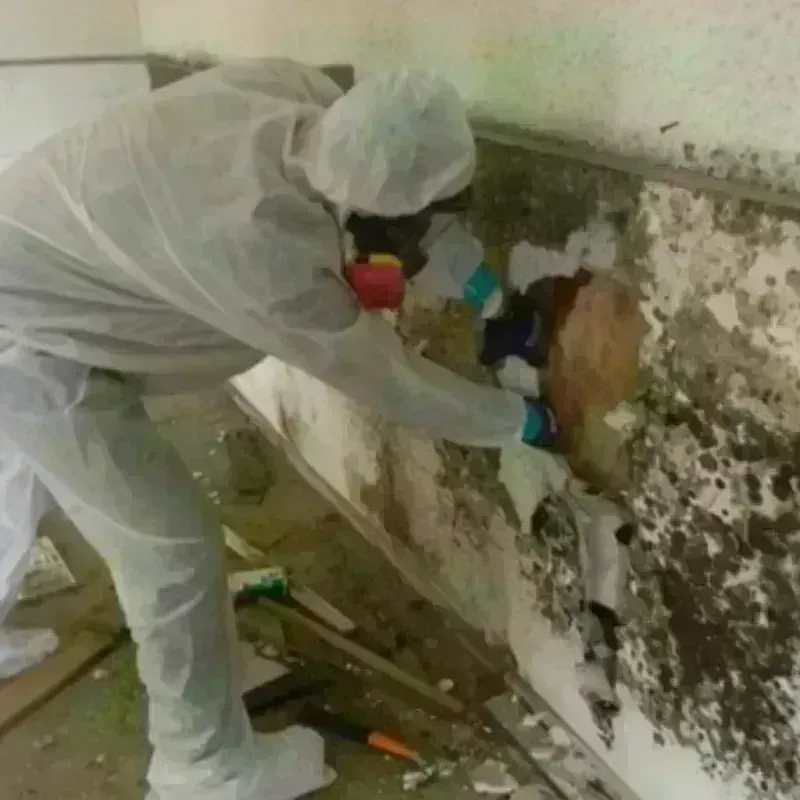 Mold Remediation and Removal in Oquirrh, UT